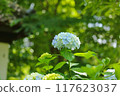 Hydrangeas on the Sogo approach 117623037