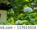Hydrangeas on the Sogo approach 117623038