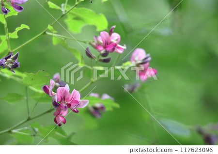 Flowers for the harvest moon 117623096