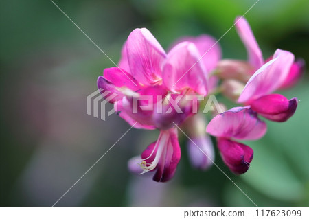 為豐收的月亮獻花 為豐收的月亮獻花 117623099