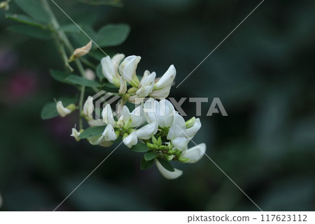 Flowers for the harvest moon Flowers for the harvest moon 117623112