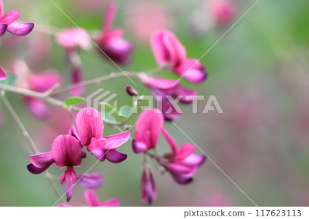Flowers for the harvest moon Flowers for the harvest moon 117623113