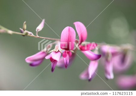 Flowers for the harvest moon 117623115