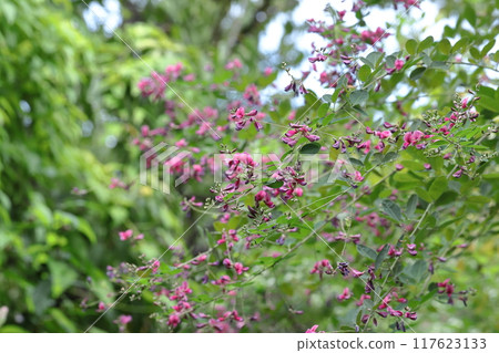 Flowers for the harvest moon 117623133