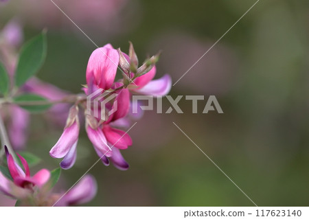 Flowers for the harvest moon 117623140