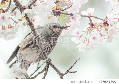 布朗有耳的bulbulous在櫻花分支 117623199