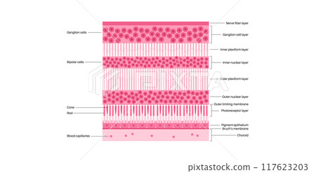 Retina structure poster Retina structure poster 117623203