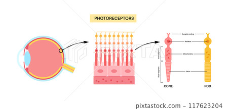 Photoreceptors medical poster 117623204