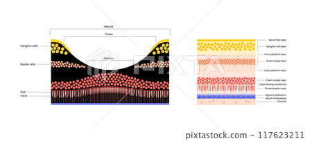 Macula fovea and foveola Macula fovea and foveola 117623211