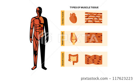 Human muscle tissues 117623223