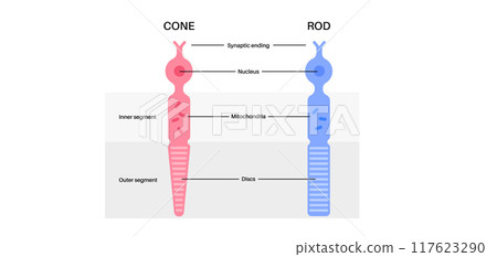 Photoreceptors medical poster Photoreceptors medical poster 117623290