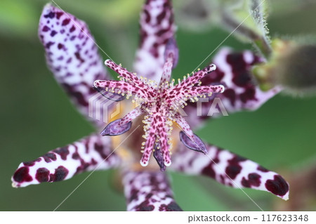 Elegant and tasteful flowers Elegant and tasteful flowers 117623348