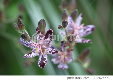 Elegant and tasteful flowers Elegant and tasteful flowers 117623350