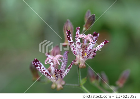 Elegant and tasteful flowers Elegant and tasteful flowers 117623352