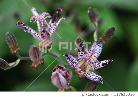 Elegant and tasteful flowers Elegant and tasteful flowers 117623356