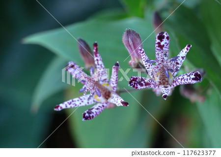 Elegant and tasteful flowers Elegant and tasteful flowers 117623377