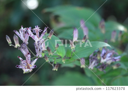 一朵優雅而優雅的花 一朵優雅而優雅的花 117623378