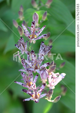 Elegant and tasteful flowers Elegant and tasteful flowers 117623383