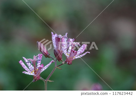 Elegant and tasteful flowers Elegant and tasteful flowers 117623442
