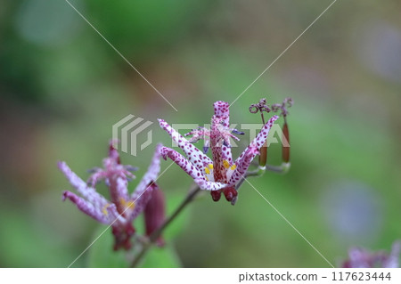 Elegant and tasteful flowers 117623444