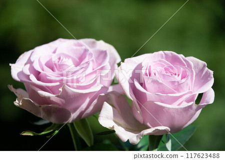 Purple Rose 117623488