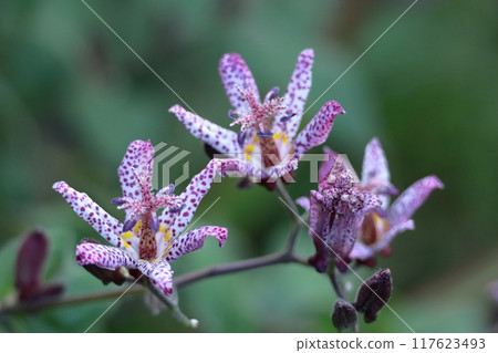 Elegant and tasteful flowers Elegant and tasteful flowers 117623493