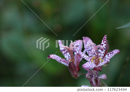 一朵優雅而優雅的花 117623494