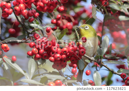 吃紅色水果吃它 117623821