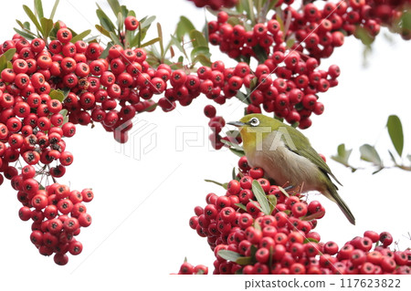 你來吃紅果子Mejiro 117623822