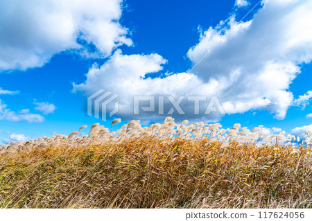 蔚藍的天空下，潘帕斯草在風中搖曳 117624056