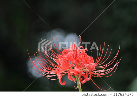 激情花 117624175