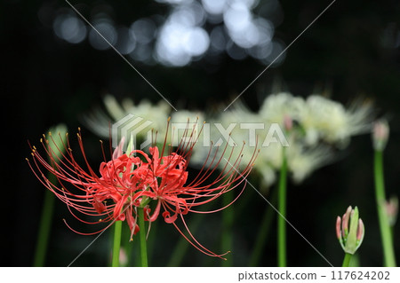 Passion flowers Passion flowers 117624202