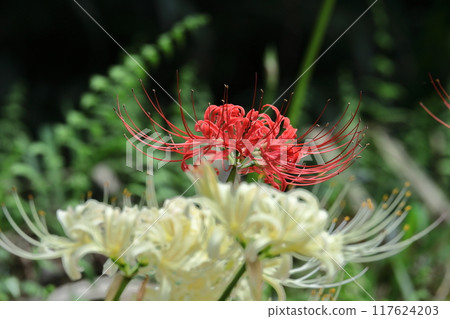 Passion flowers Passion flowers 117624203