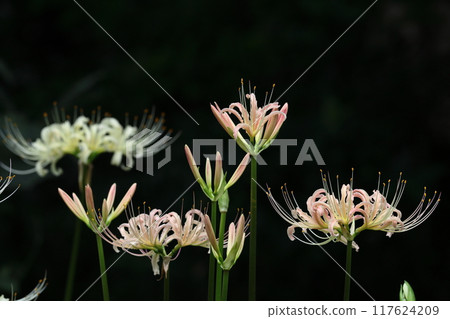 激情花 117624209