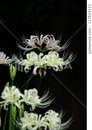 Passion flowers Passion flowers 117624210