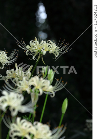 Passion flowers 117624213