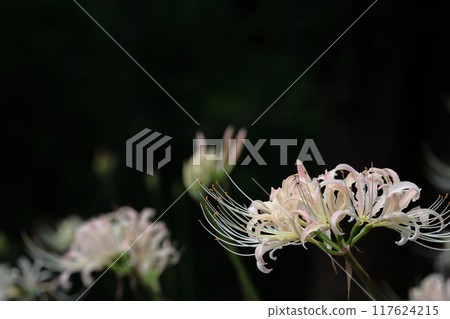 Passion flowers 117624215