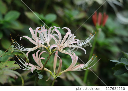 激情花 激情花 117624230