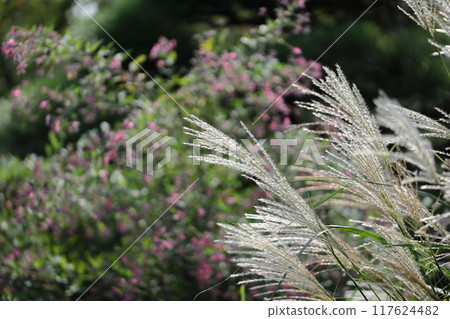 Flowers that symbolize autumn in Japan 117624482