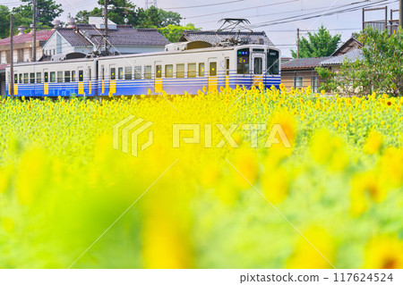 Sunflowers at Shimo-Hyogo-Kofuku Station 117624524