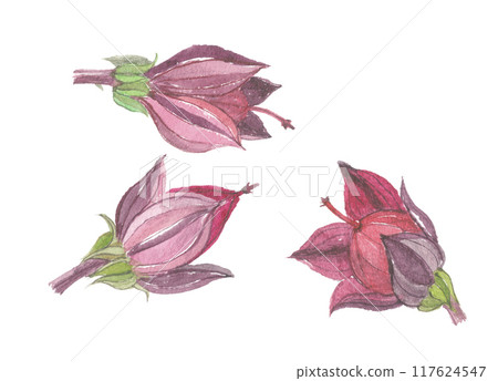 洛神花水彩畫 117624547