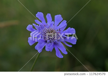 松針草 松針草 117624570