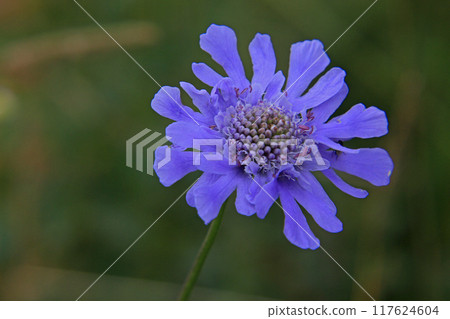 Pine needle grass Pine needle grass 117624604