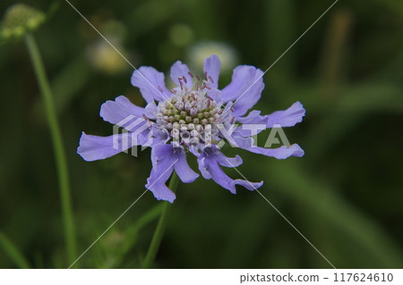 Pine needle grass Pine needle grass 117624610