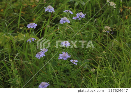 Pine needle grass 117624647