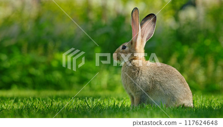 Portrait of a cute long-eared rabbit on a sunny green lawn. 117624648