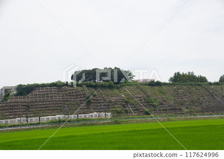 Sakura Sakura 117624996