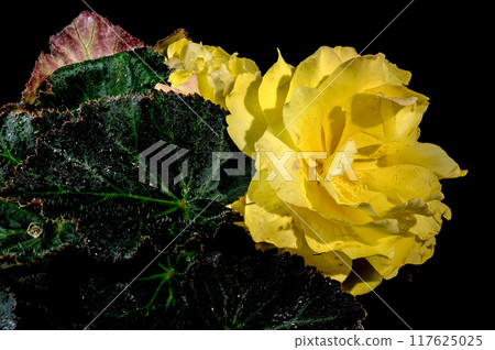 Blooming Yellow terry Begonia on a black background 117625025