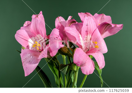 Blooming pink Alstroemeria on a green background 117625039