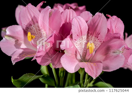 Blooming pink Alstroemeria on a black background 117625044